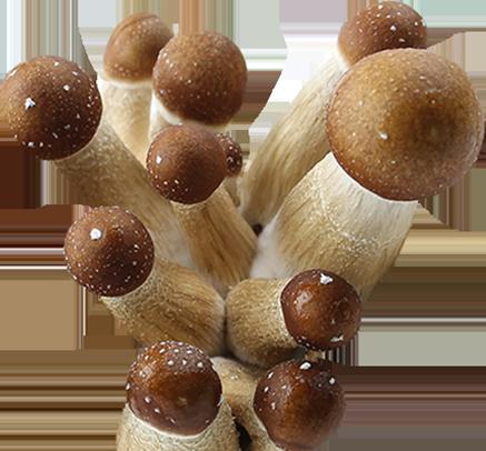 Psilocybe Cubensis Golden Teacher Spor Tryck